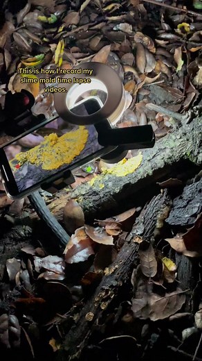 Insect Egg Slime Mold Timelapse: A Fascinating Journey of Cytoplasmic Streaming