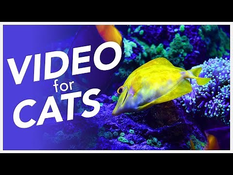 📺 TV FOR CATS 😸 - 20 Hour Underwater Fish Video for Cats!