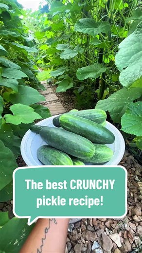 Last summer I turned one of my trellis (cattle panel) tunnels into a cucumber tunnel. Little did I know, I’d yield maybe 1000 cucumbers and so I ended up having to make weekly batches of pickles. I ended up canning over 200 jars of pickles but it was so worth it! In the process, I have perfected the crunch and flavor! The trick to a great flavor is to add seasonings to the jar, not the brine and letting them marinate in it all. The video contains step by step directions as well as the recipe, bu