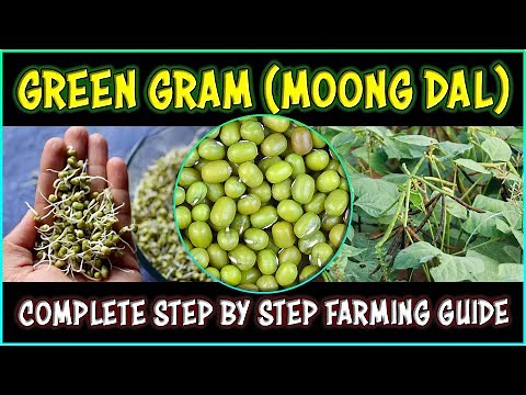 Green Gram (Moong Dal) Farming | How to grow Green Gram plant at Home | Green Gram Cultivation
