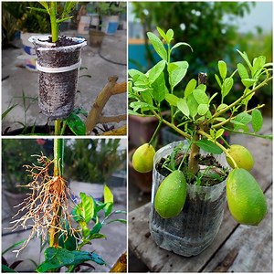 32K views · 268 reactions | Best method of propagation lemon tree by air layering || Easy to way grow lemon tree | Rana Craft | Facebook