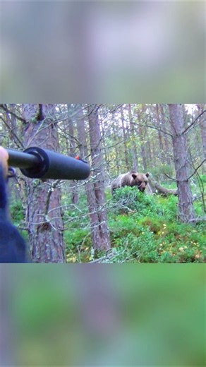 🐻 Охота на медведя | Захватывающие моменты в дикой природе #медведь #охотанамедведя #природа#охота