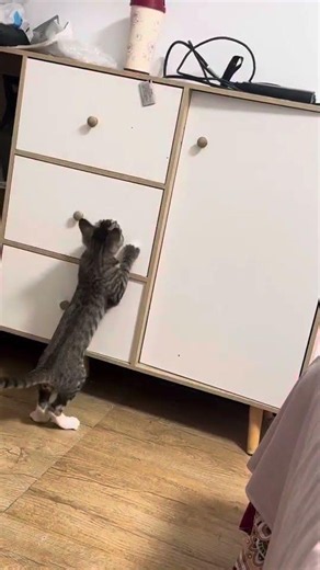 Cute Cat Goes Crazy Trying to Climb Cabinet! Hilarious Jump 🐱😂 #cat