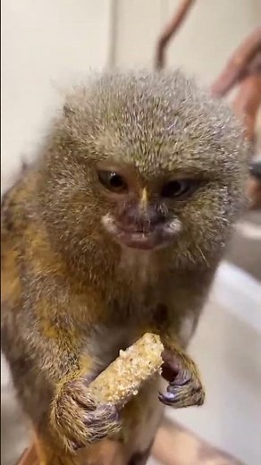 An Animal You've Probably Never Seen Before | Pygmy Marmoset