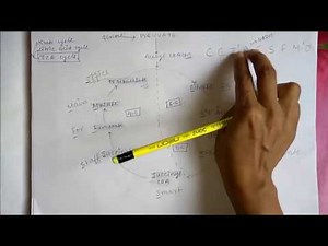 Kreb Cycle Trick || Learn Kreb Cycle Easily || Kreb Cycle In Simplified Steps