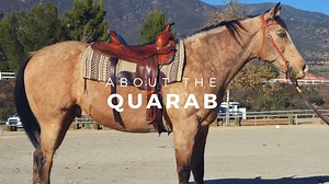 You've heard of the Arabian and the Quarter Horse... but how about the Quarab? | Discoverthehorse