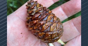 DNR urging residents to collect red and white pine cone for its reforestation program