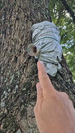 Capturing stingless bees is too easy.