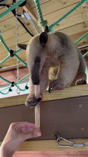 We found one of the most magical experiences in Florida #shorts