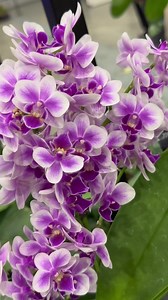 120K views · 48K reactions | A dazzling showcase of more than 8,000...