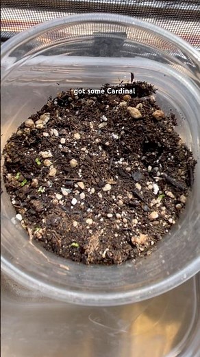 Finally got some Cardinal Flower seeds to germinate #nativeplants #germinatingseeds