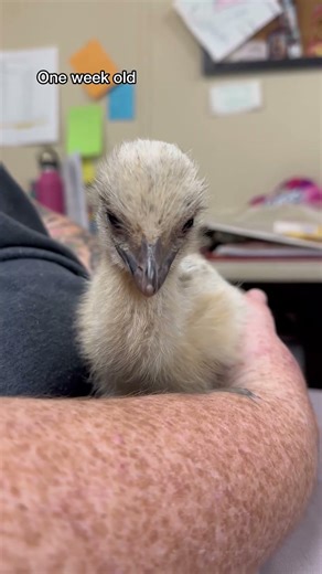 Petrie the Baby Emu