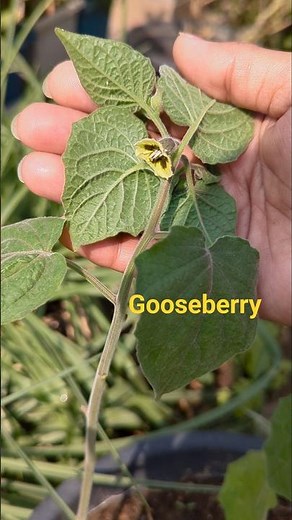 Rasbhari #fruit #garden #gardening #plants