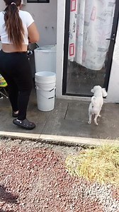 Ya le tocaba baño a mi consen ☺️ #dog #lifestyle #fypシ | Alejandra Baltazar