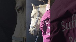 Reiki for horses | Suffolk Reiki Company