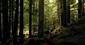 Beautiful forest in the world video HD, rainforest, forest spring