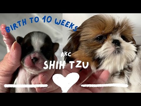 ShihTzu Puppies Birth through 10 weeks old
