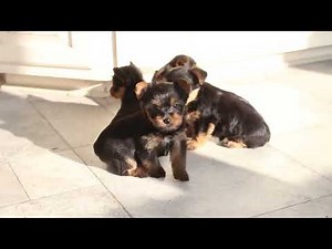 Yorkie Mix Puppies For Sale