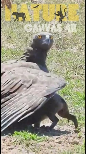 Eagle's Daring Swoop on Warthog FAILS on Busy Road! 🦅💥 Epic Predator Clash Caught Live 2026