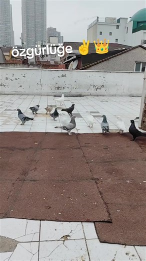 Emo can 76 👑👑 (@omer.can54) adlı kullanıcının orijinal ses - Emo can 76 👑👑 ile oluşturduğu videoları