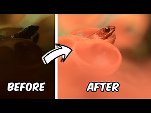 Flash Photography - An Effective Wildlife Photography Tool? (ft. Greg Basco)