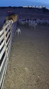 190K views · 325 reactions | A chilling scene caught on a livestock...
