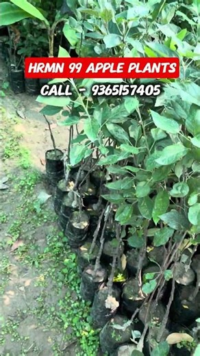 Hrmn 99 Apple Plants #appleplants #homegarden #fruitplants #gardening #farming