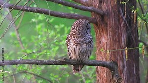 Closeup long shot of barred owl perched on tree branch bird of prey hunting, looking for prey swiveling head and flying away in forest of Fairfax County, Northern Virginia