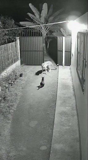 Terrifying Night Footage Big Cat Enters Home, Cat Fights Back Fearlessly! #bravecats #cheetahattack