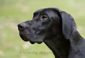 As Dane owners and lovers, we don’t have to tell you how expensive it is to provide vet care to your Dane. Imagine providing that care to the fifty or sixty Danes that come through Great Dane Rescue every year. We take care of everything from Danes that are heartworm positive to Danes that require major surgery. Abner, our mega-E pup, needed Persistent Right Aortic Arch (PRAA) surgery and Bella Jayde just underwent TPLO surgery for a torn ACL. That’s why your donations are so important to us. We