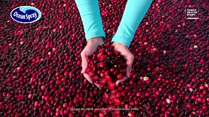 With no artificial colours or preservatives, both Ocean Spray® Light Cranberry Classic® and Ocean Spray® PINK Cranberry offer a refreshing taste with powerful benefits. Which one do you prefer?! Learn more from The Family Health Diary: https://bit.ly/2l7y16e | Ocean Spray