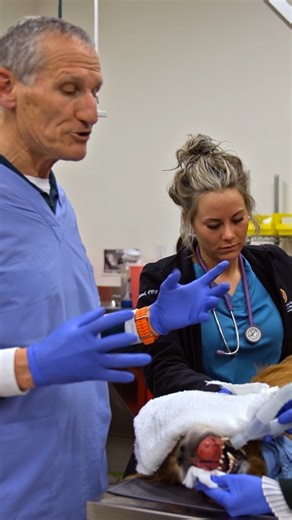 14 reactions | Duke is more than just a dog. He’s a hero in the fight...