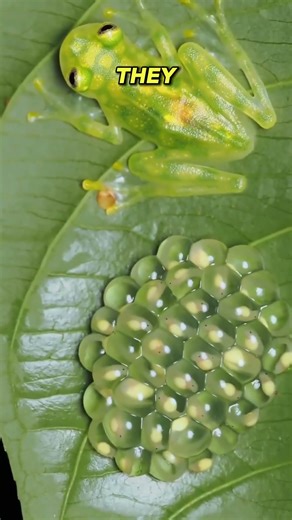 This looks alien… but it’s completely normal