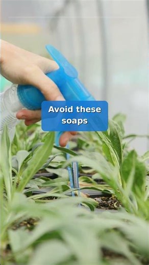🚫 Aphids? Dish soap kills them in 2 days — no chemicals