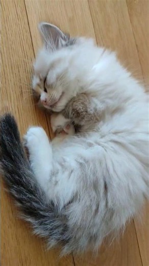 ragdoll kitten Karamel sleeping in the middle