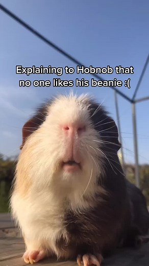 Cute Rescue Guinea Pig Compilation