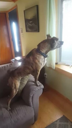 Tennessee Treeing Brindle sees mailman