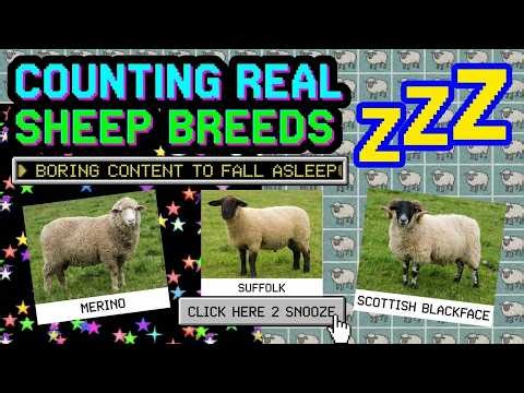 Counting Sheep Literally | All US Sheep Breeds A-Z Described for Sleep | Boring Livestock Catalog