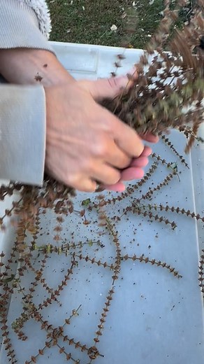 Saving Tulsi Seeds 💨 (Ocimum tenuiflorum)~ Here’s the story of our Tulsi. ⬇️ Also know as Holy Basil or Sacred Basil, tulsi is a perennial plant in tropical climates and is grown as an annual in our garden. Used for thousands of years in India and SE Asia as a tea or tincture to treat a range health conditions, this beautiful plant is considered sacred in Hinduism, earning the name Holy Basil. Tulsi is a wonderful companion plant and hums with pollinators when blooming. 🌎 Origin: In 2004, well
