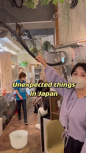 Exotic Animal Cafe in Japan: A Unique Experience