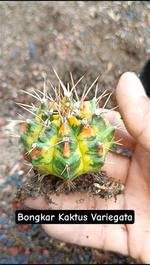 Uncovering the Mooncrown Variegated Cactus #aridzone #cactus #minicactus #cactusflower #variegated