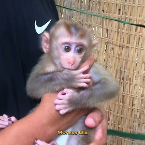 Absolutely My Pet Monkey Ella Really Want Me Take Care 😘🥰🐒 #monkey #animals #pet #petmonkey #cutemonkey | Baby Monkey Life
