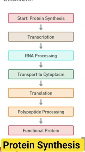protein synthesis biochemistry #proteinsynthesis #translation #transcription #dna #rna #protein