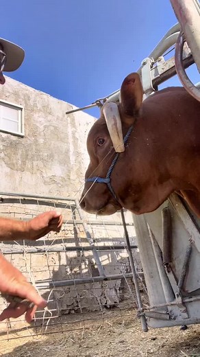 Horn trim #lovecows #bull #cows #farmlife #rodeo #fyp