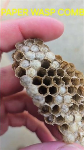 Paper Wasp Comb Removal