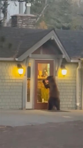 This bear agrees — nothing beats a cinnamon roll in paw on a crisp fall morning. 🐻🍂🍥 #WakeUpAndRoll 📸Thanks to the smart customer who safely recorded this video from inside their car. | Cinnamon's Bakery CO