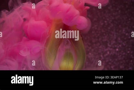 Color flower explosion. Mix paint fluid. Blur pink purple smoke yellow red plant tulip bud nature on abstract patterned background Stock Video Footage - Alamy