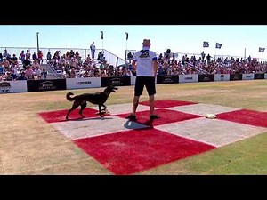 Dog Sports: Flying Disc Competition for Active Dogs