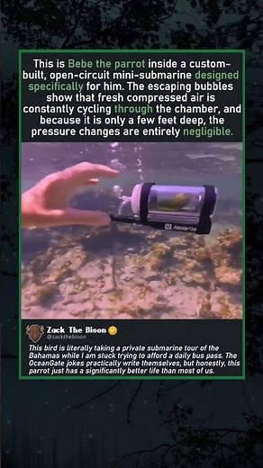 THE OCEANGATE PARROT
