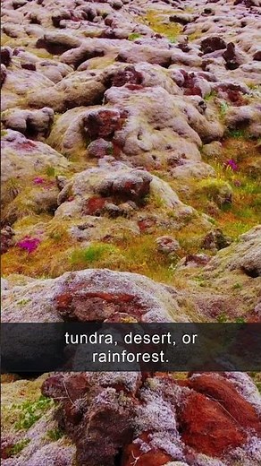 What is an ecosystem? ☘️ 🌵 🌴